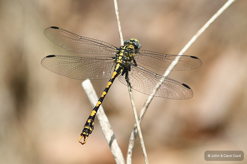 J14_1519 Onychogomphus uncatus.JPG